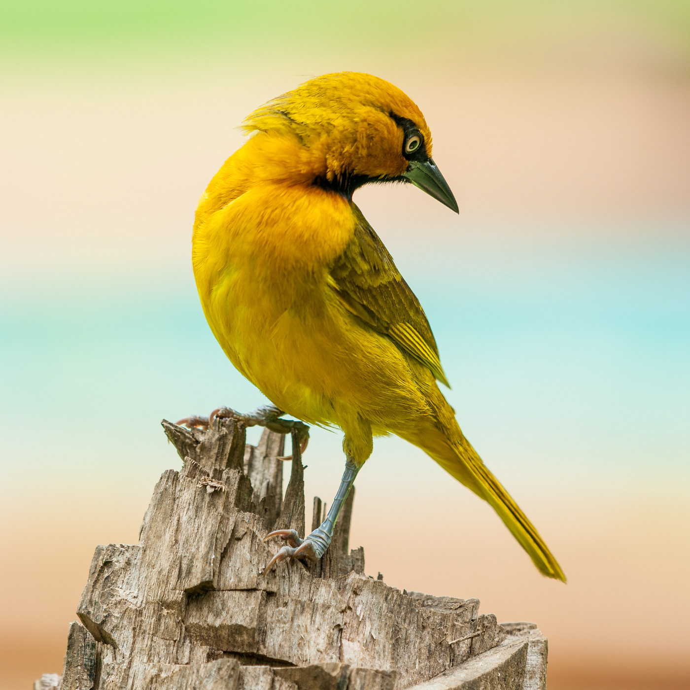 R810 Spectacled Weaver
