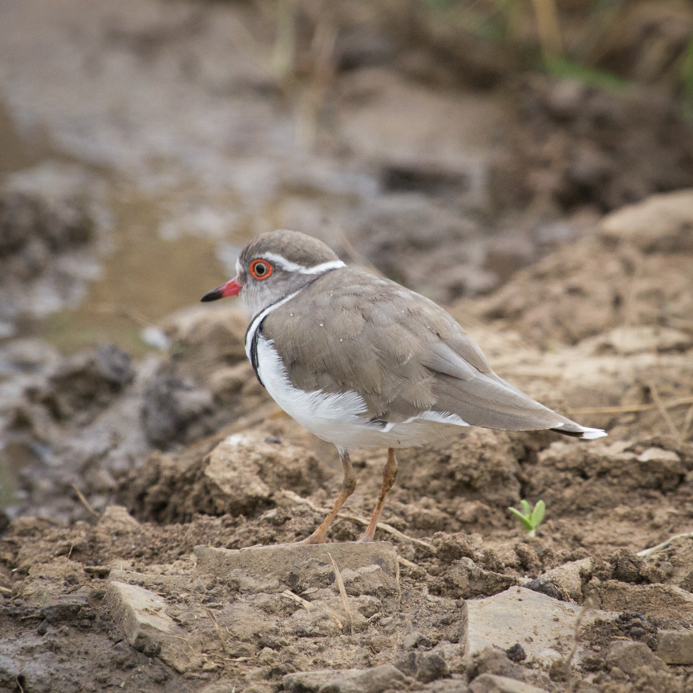 Three-banded Plover