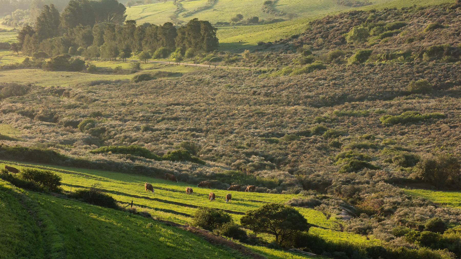 "Peacefully Grazing"