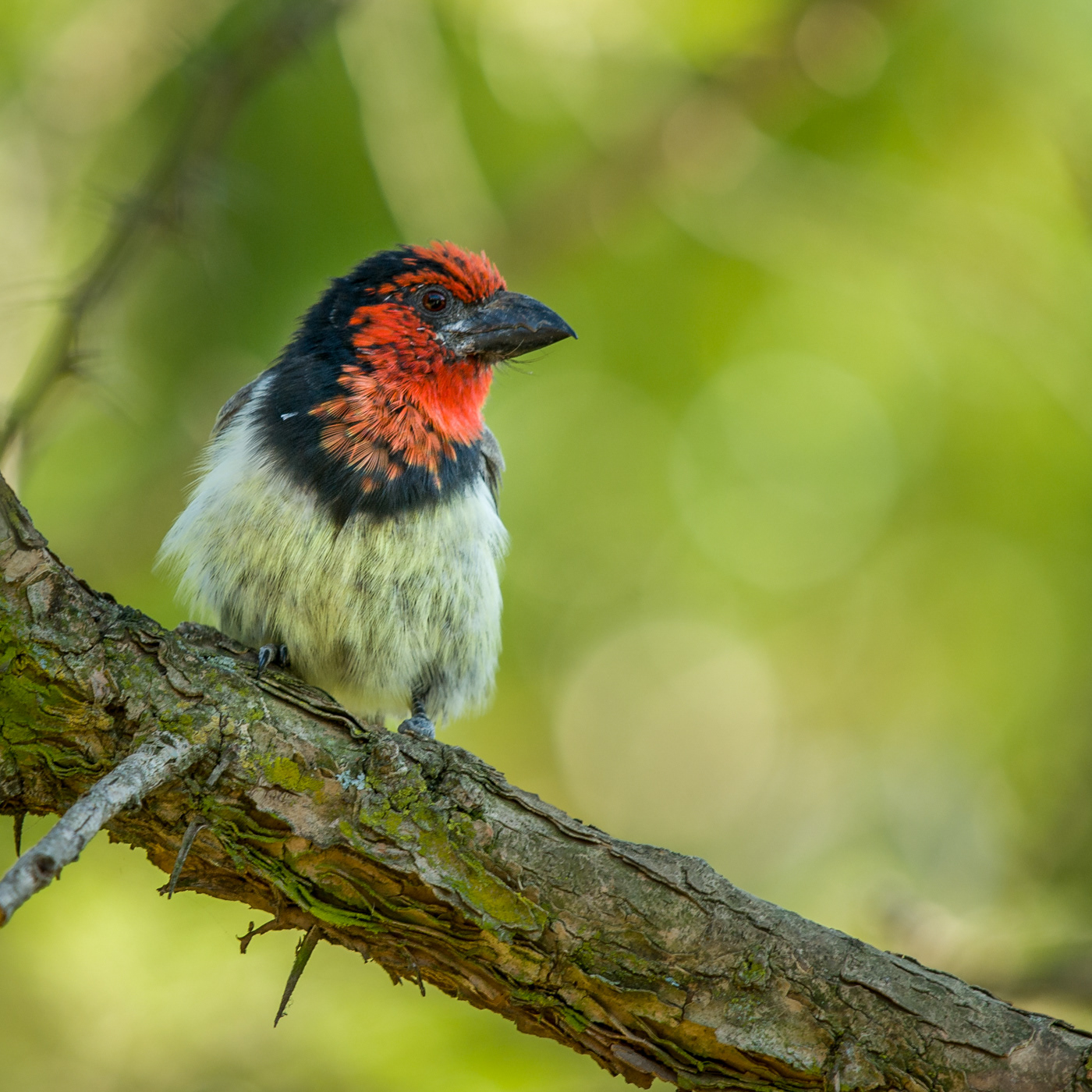 Black-collared Barbet