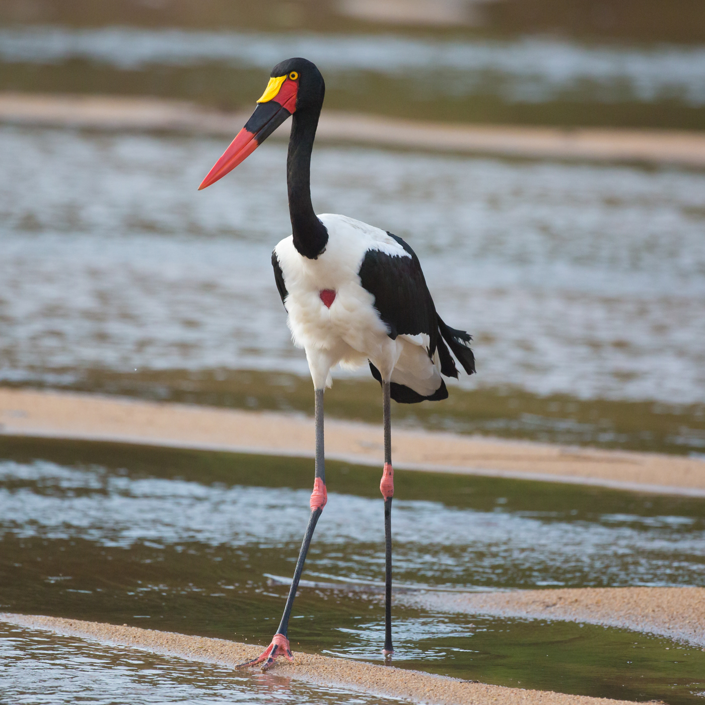Saddle-billed Stork