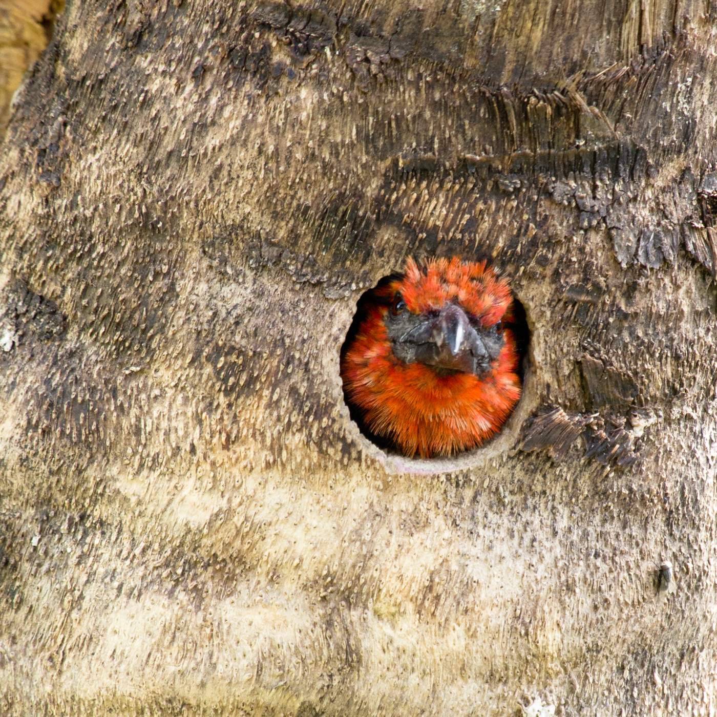 Black-collared Barbet