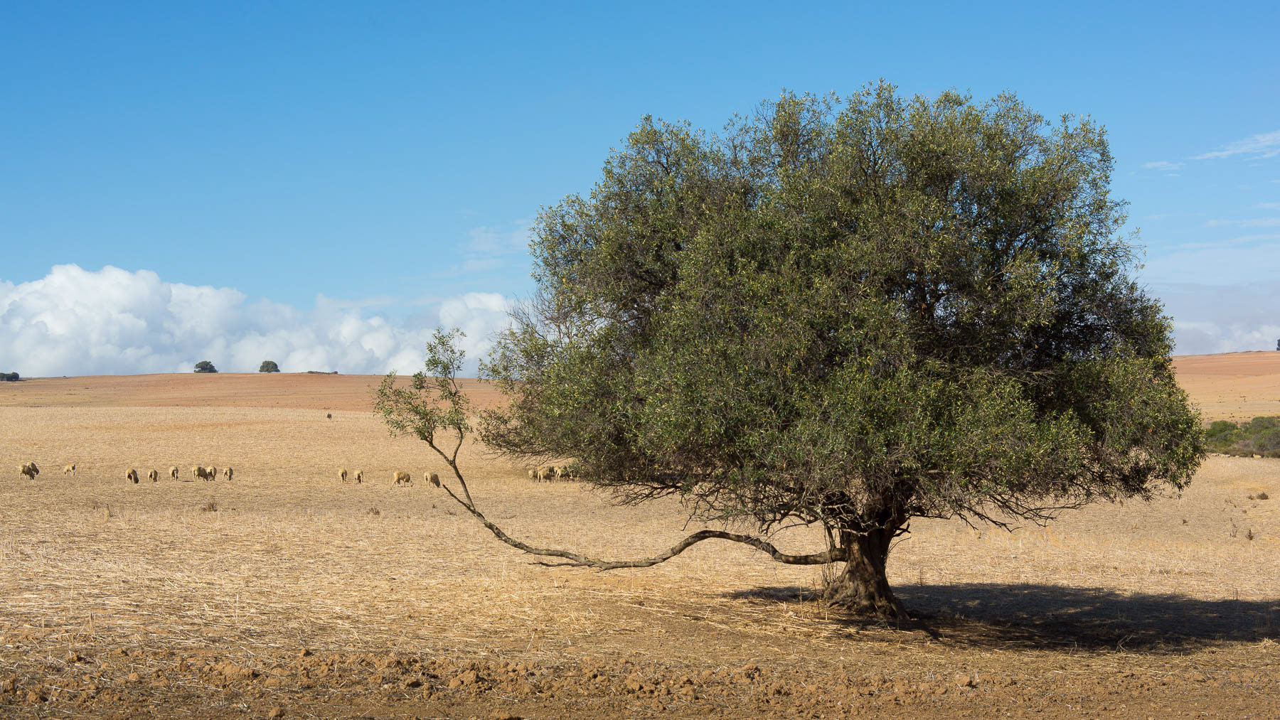 "One Hand Wild Olive"