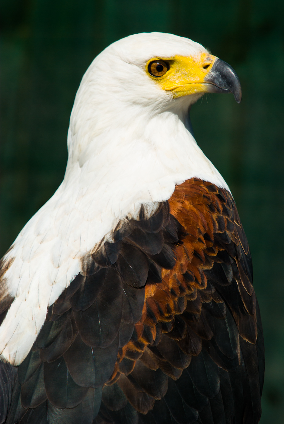 African Fish Eagle