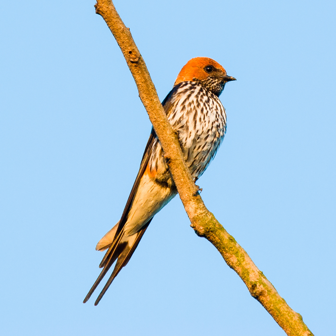 Lesser-striped Swallow