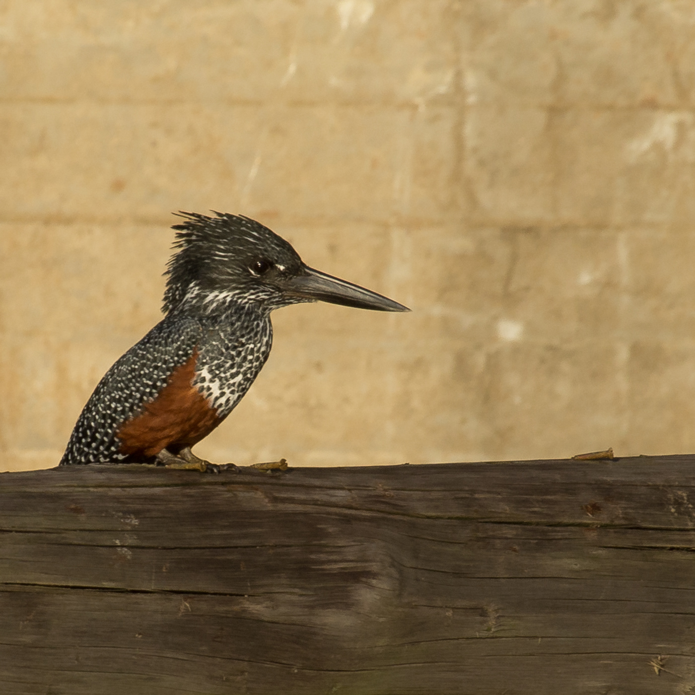 Giant Kingfisher
