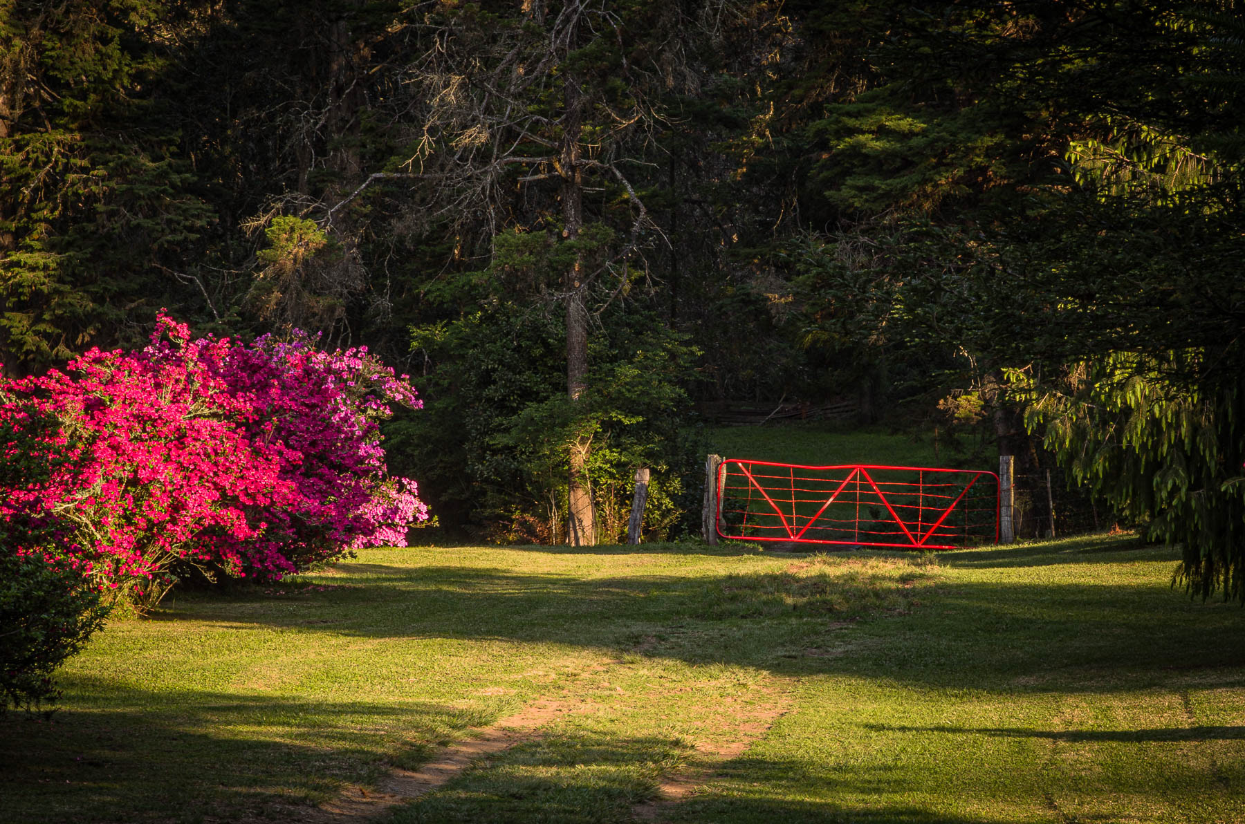 "Another Red Gate" Benvie, Natal.