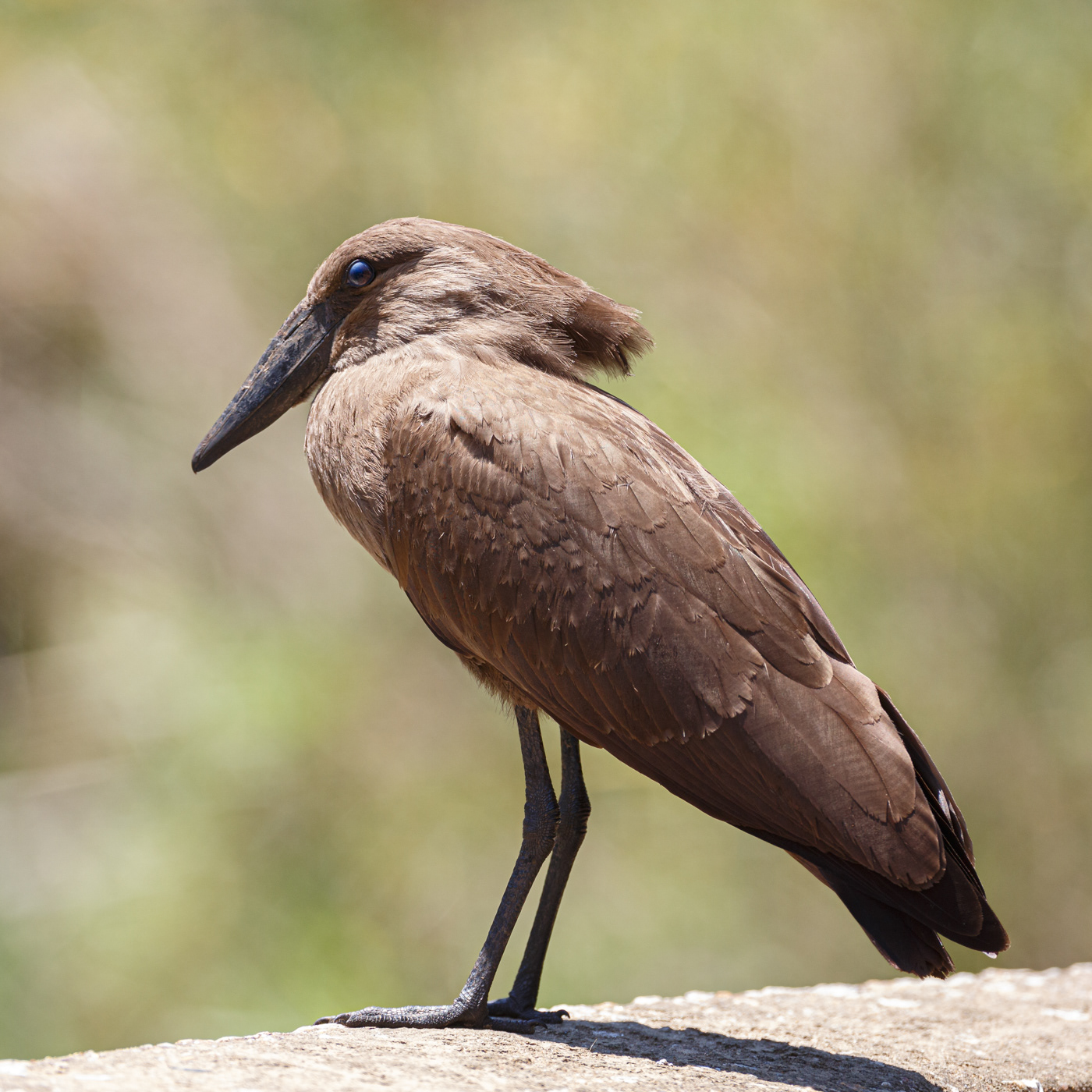 Hamerkop