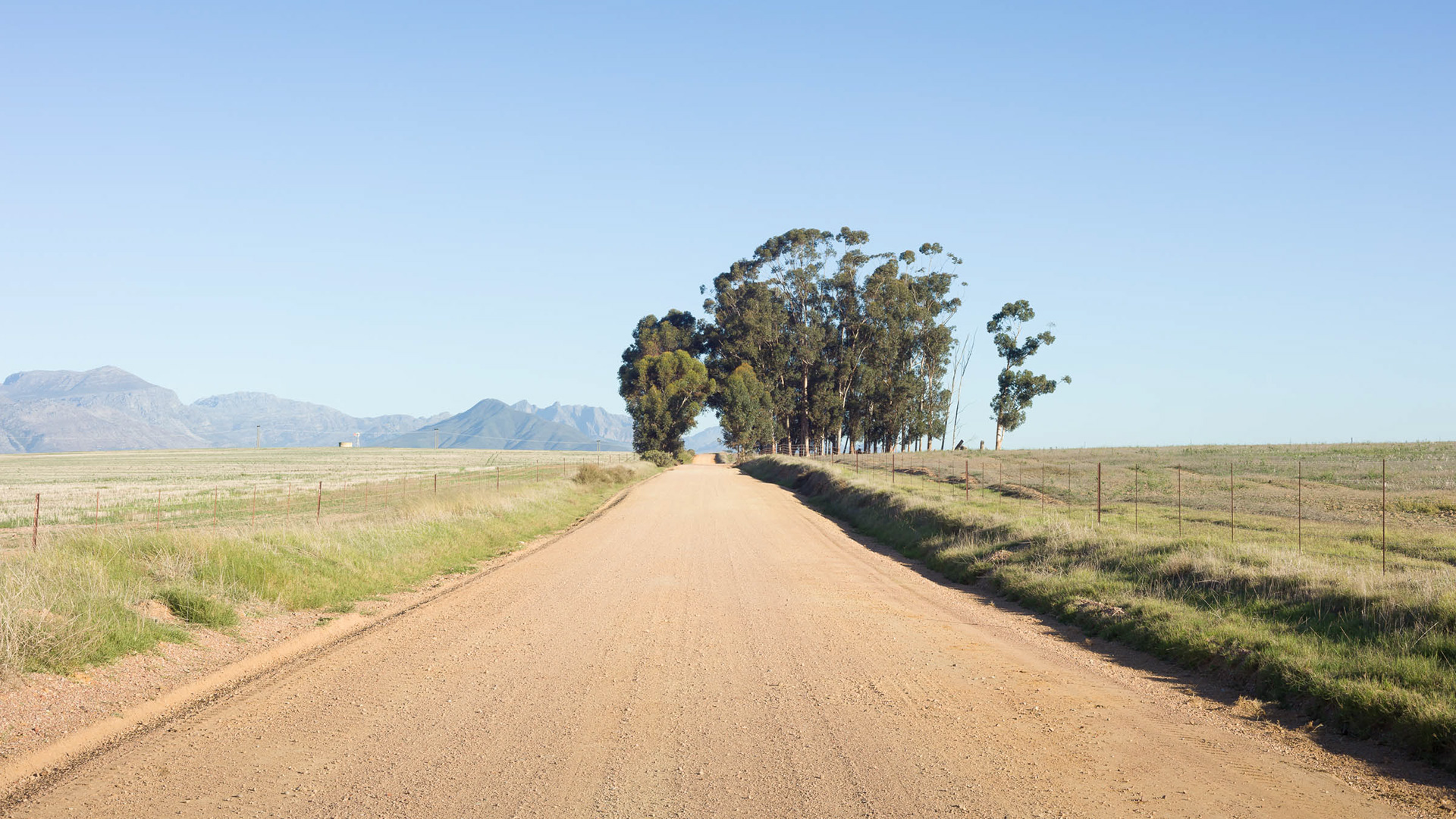  A Tree Tunnel on the Bo-Hermon Road