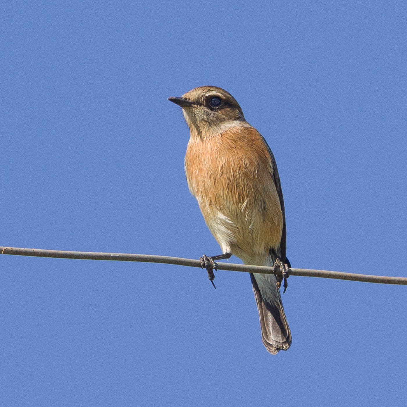 African Stone Chat