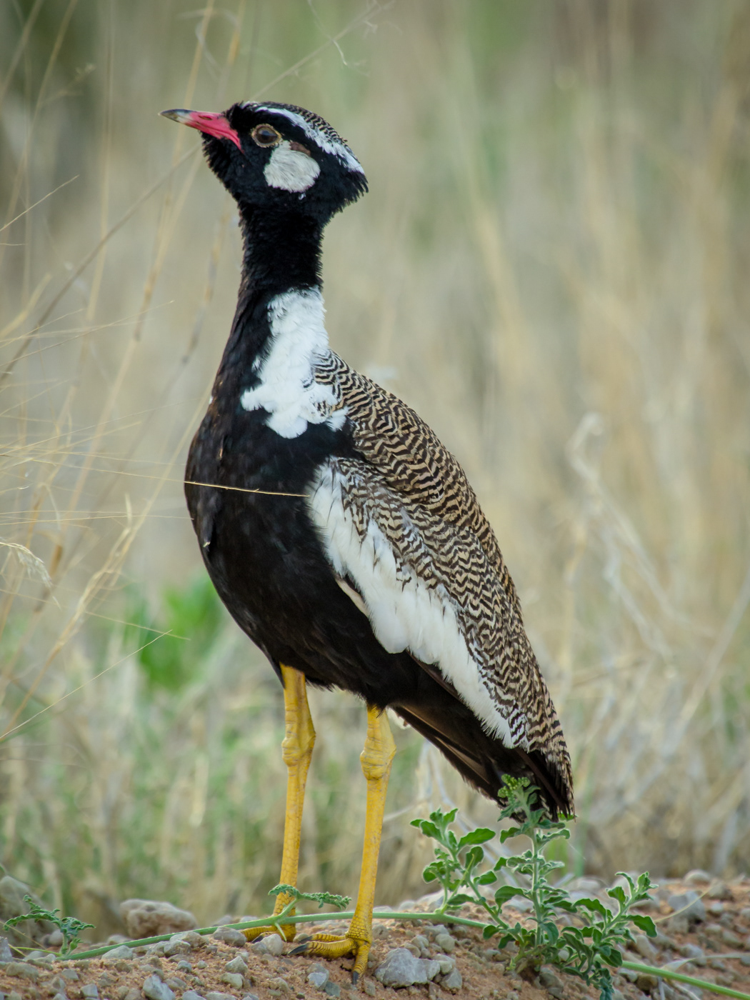 Northern Black Korhaan