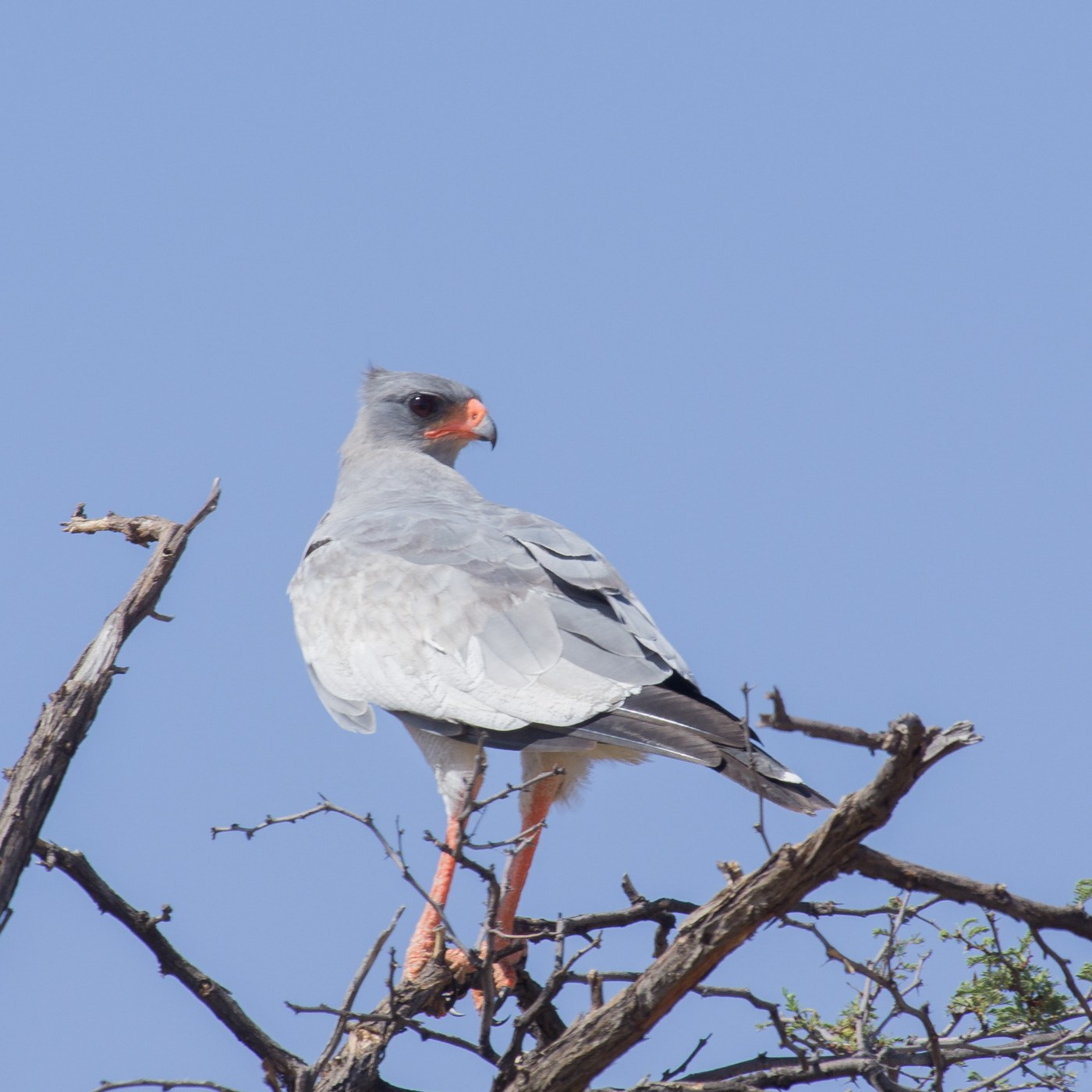 Pale-chanting Goshawk