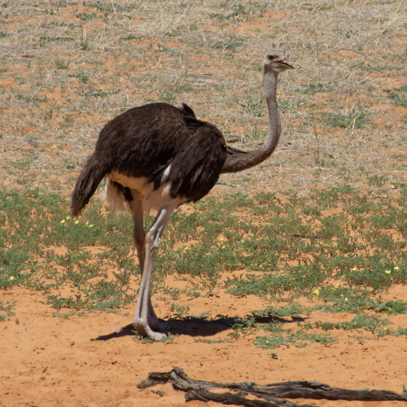 Common Ostrich