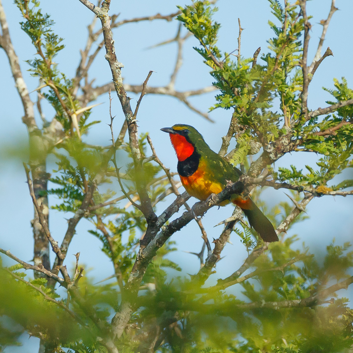 Gorgeous Bushshrike