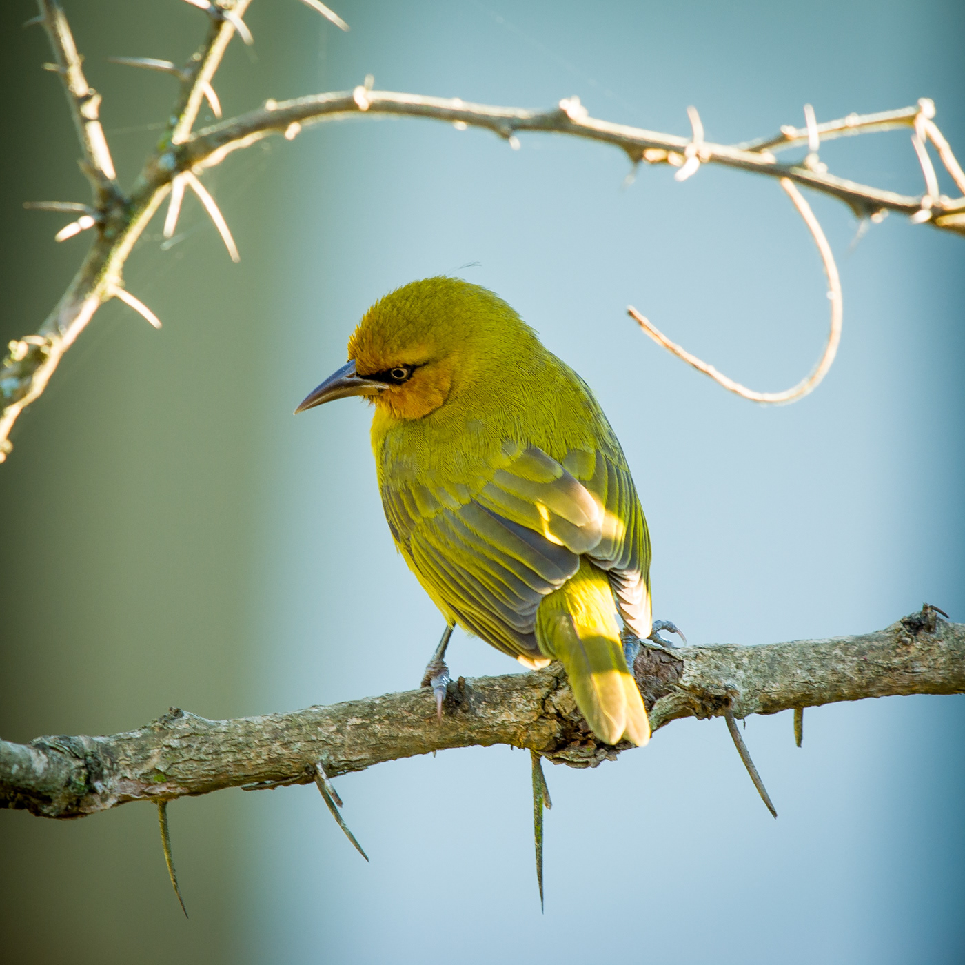 Spectacled Weaver