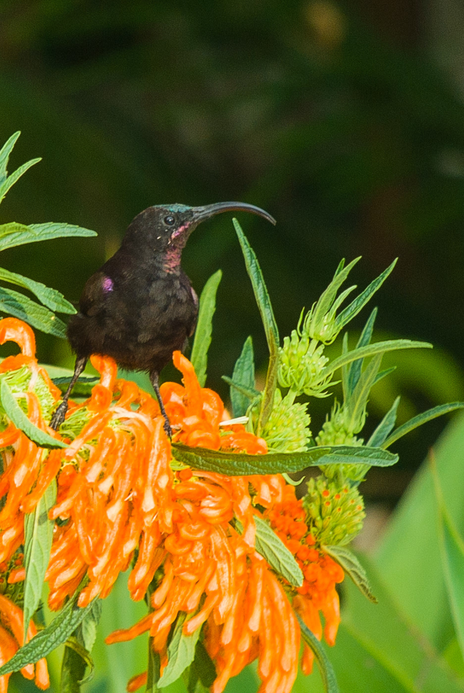 Amethyst Sunbird