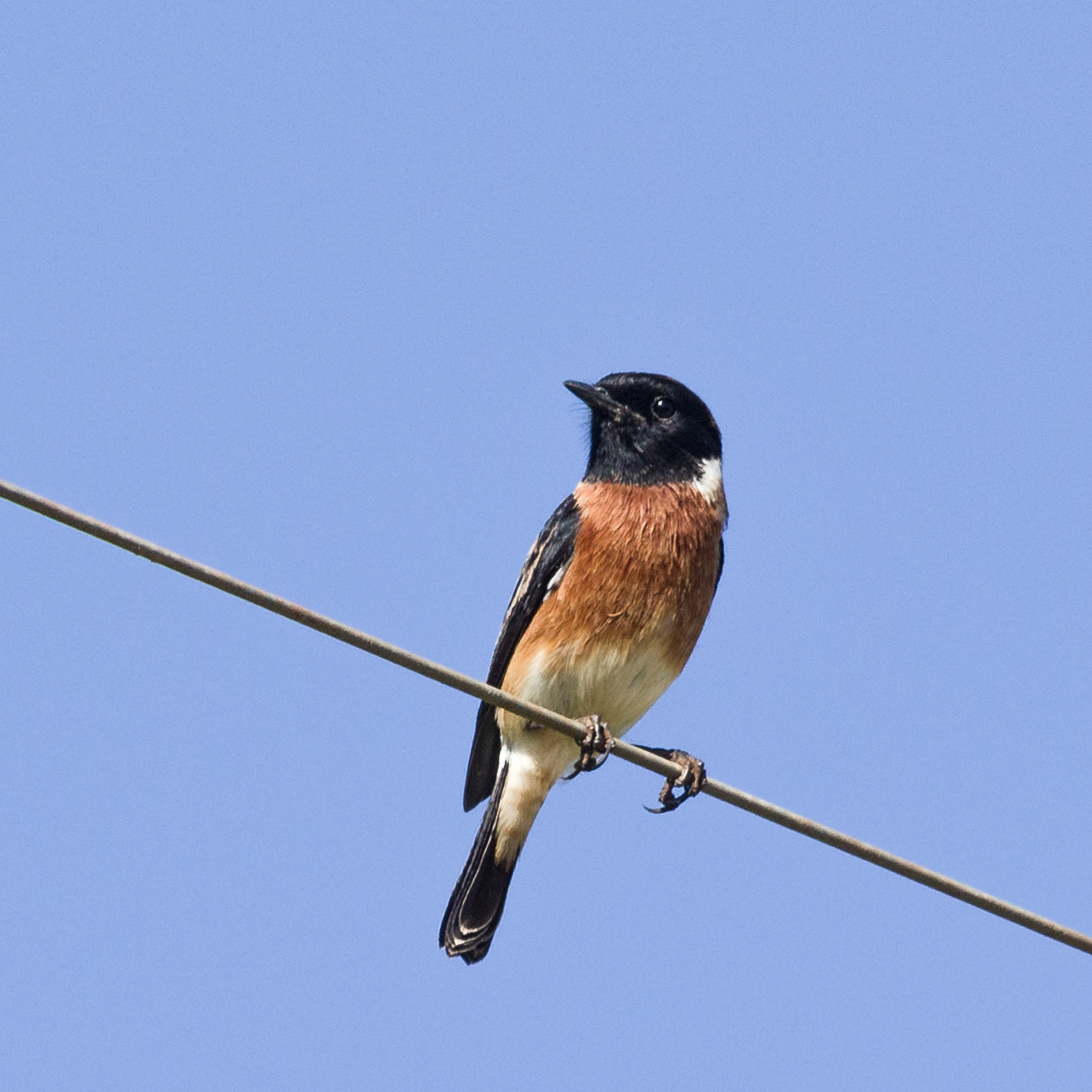 African Stone Chat