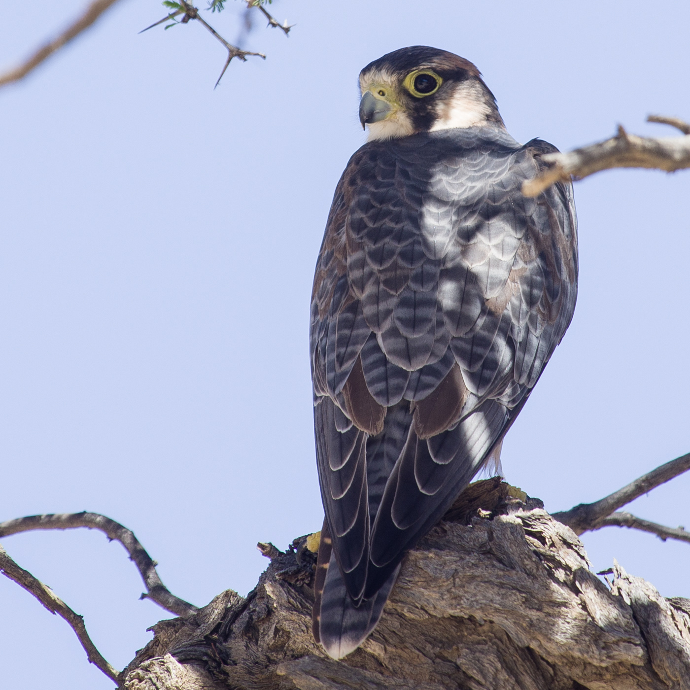 Lanner Falcon
