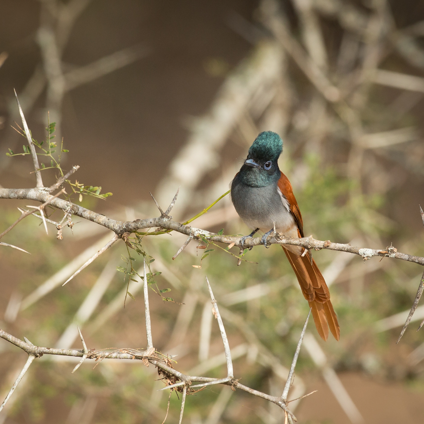 Paradise Flycatcher