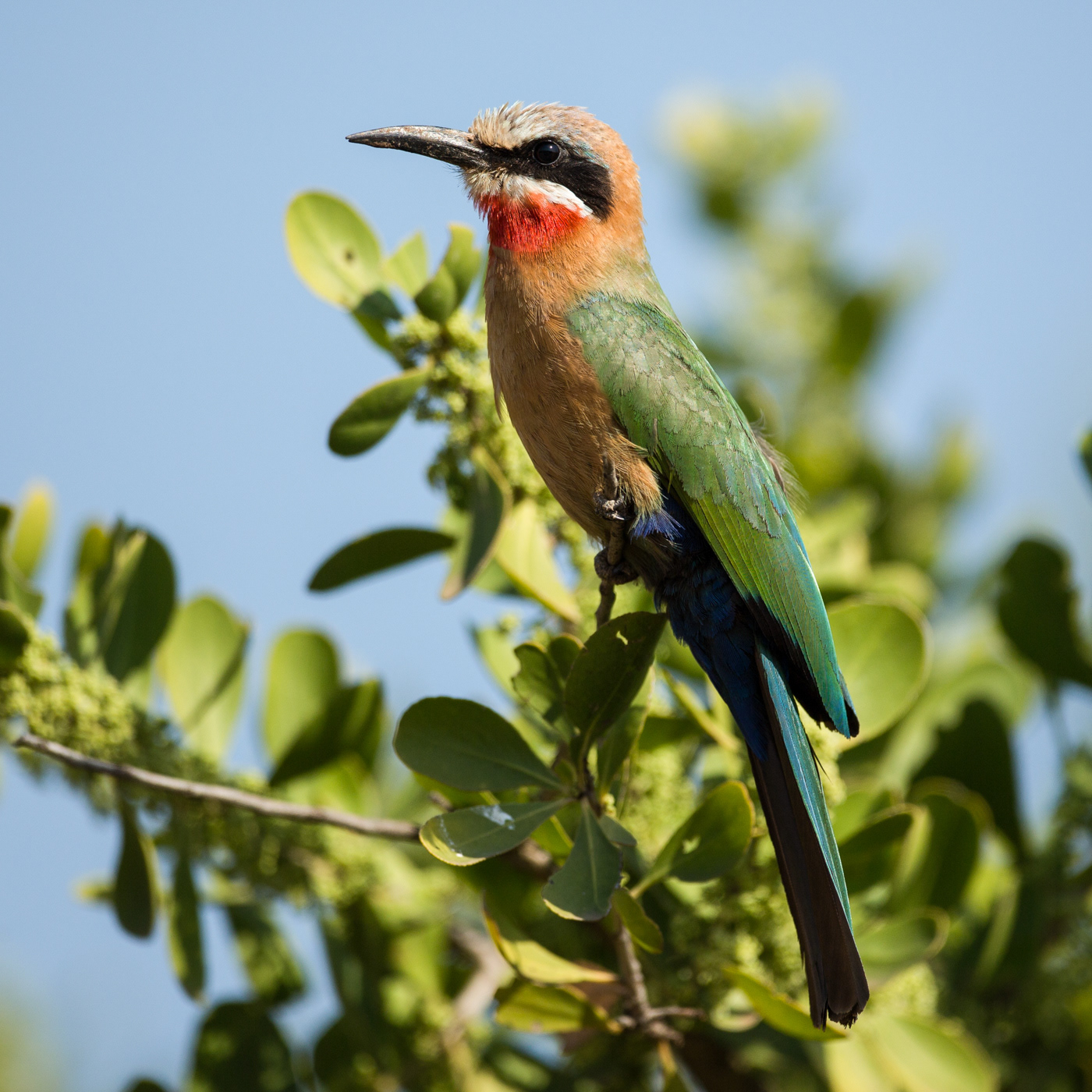 White-fronted Bee-eater