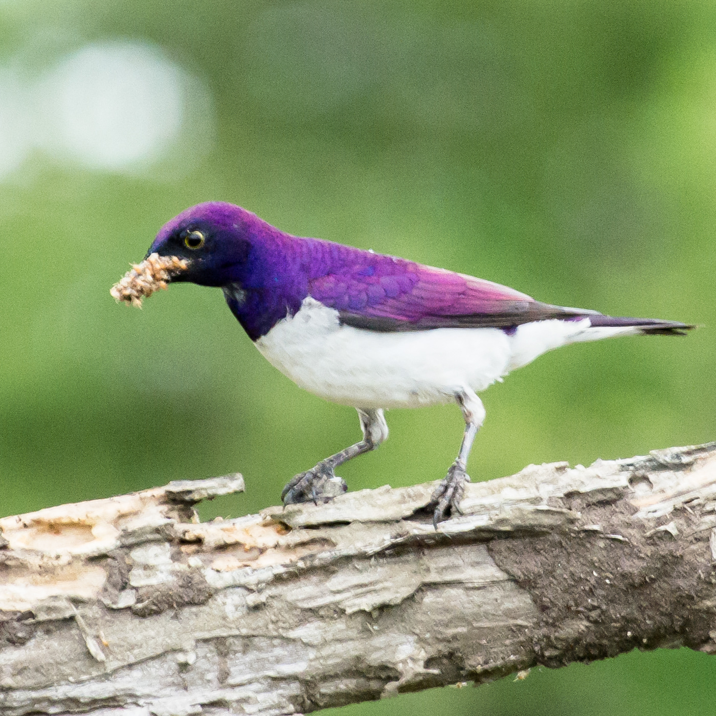 Violet-backed Starling
