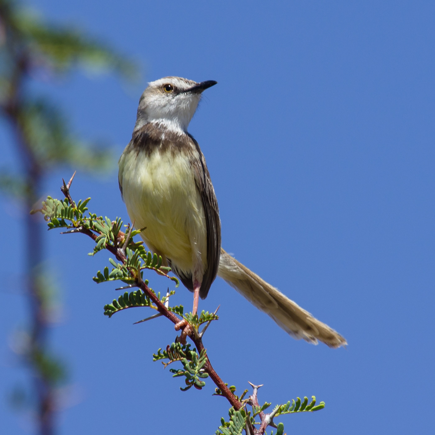 Black-chested Prinia
