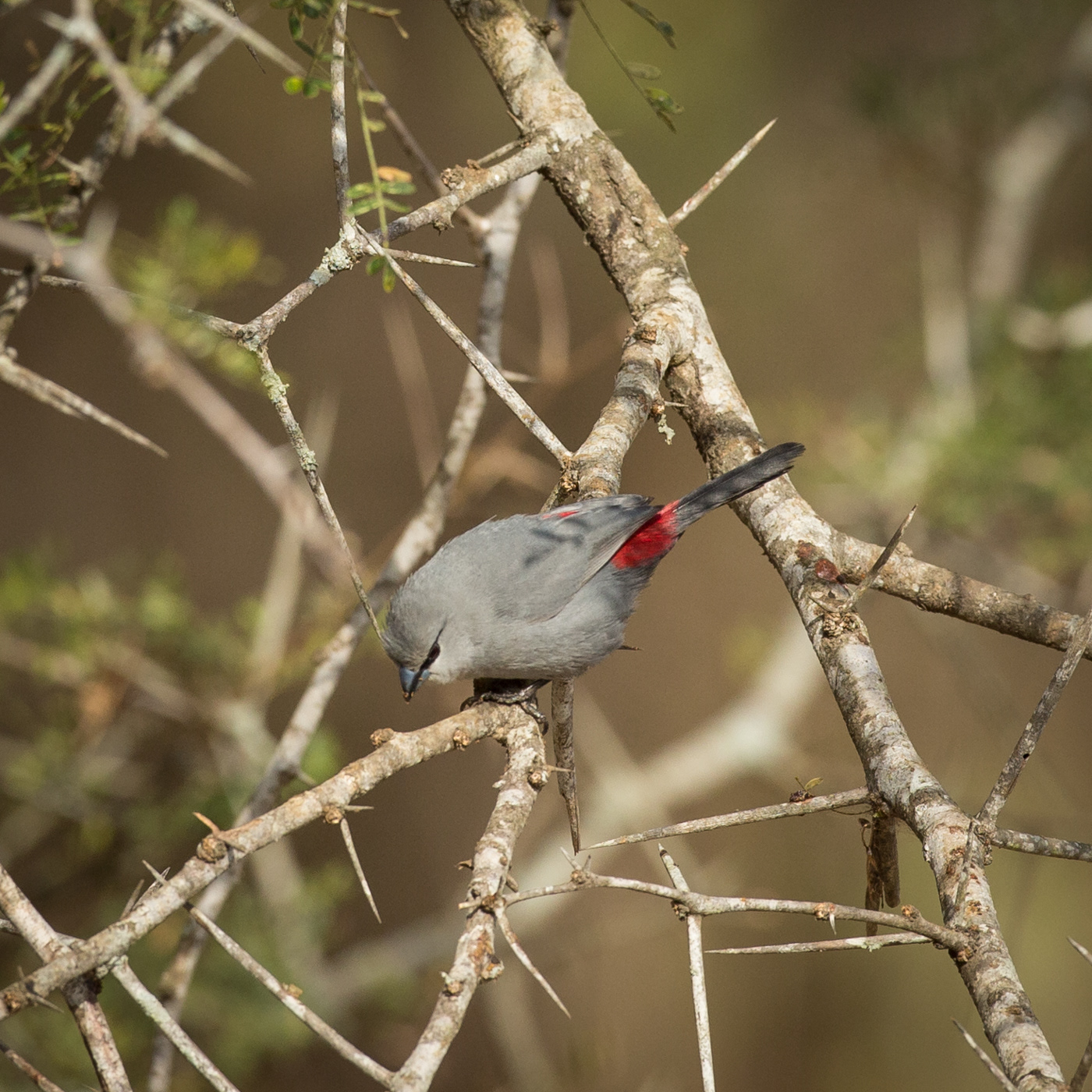 Grey Waxbill