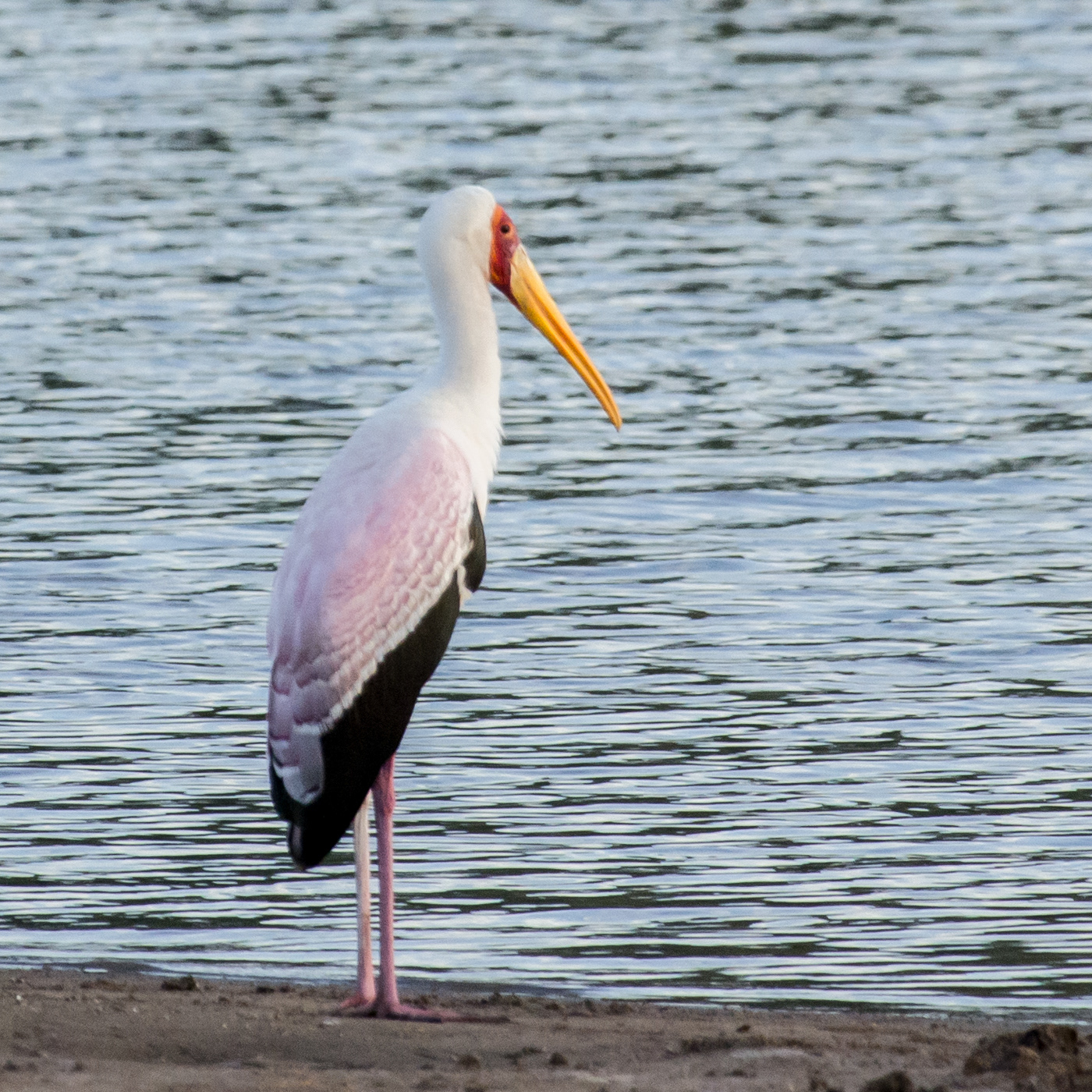 Yellow-billed Stork