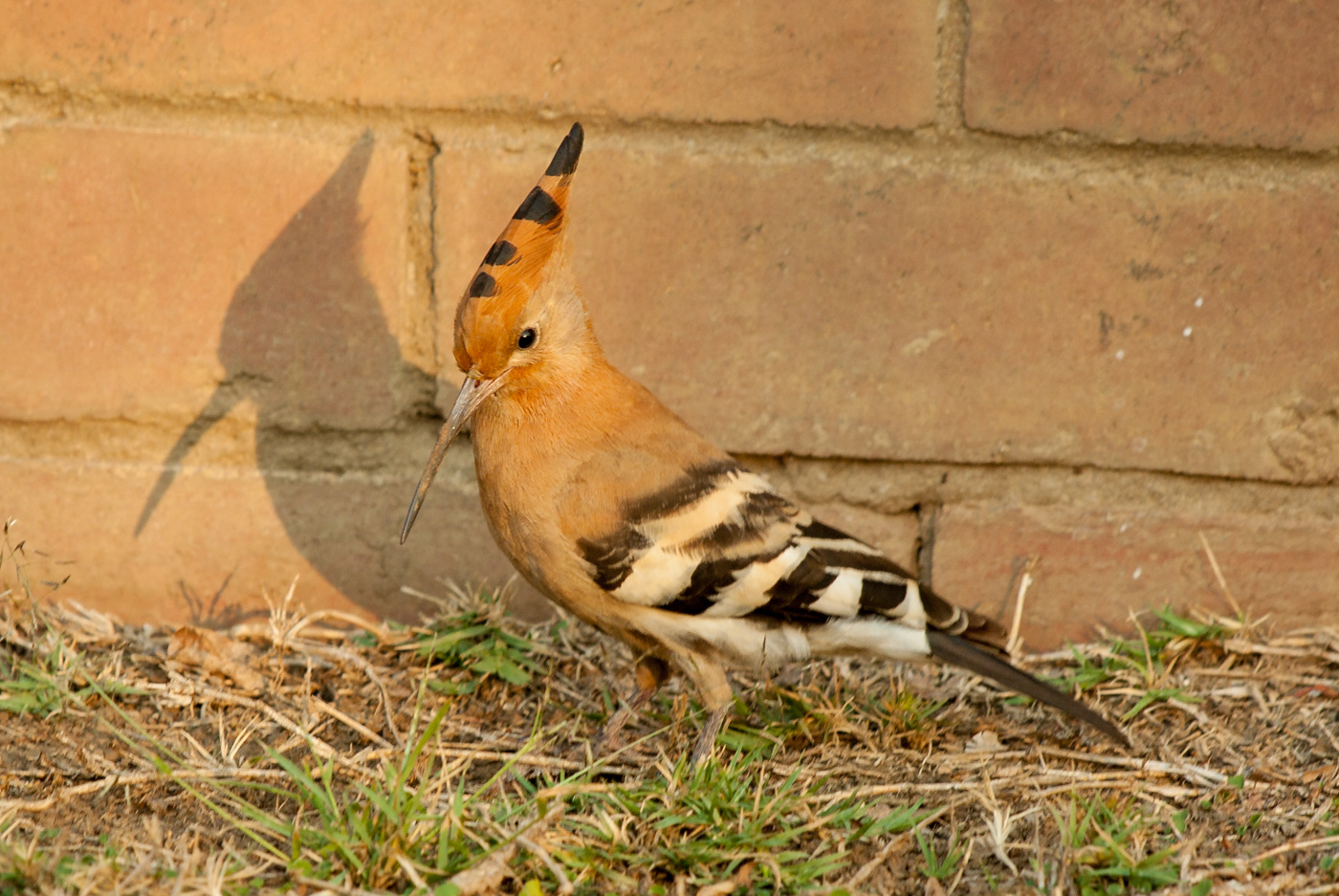 African Hoopoe
