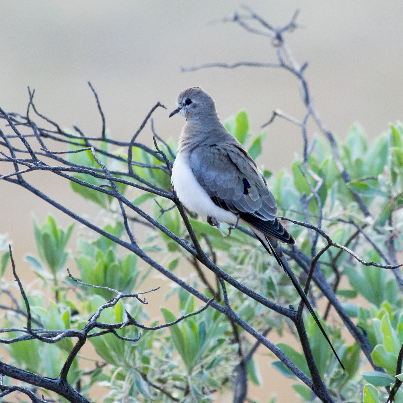 Namaqua Dove