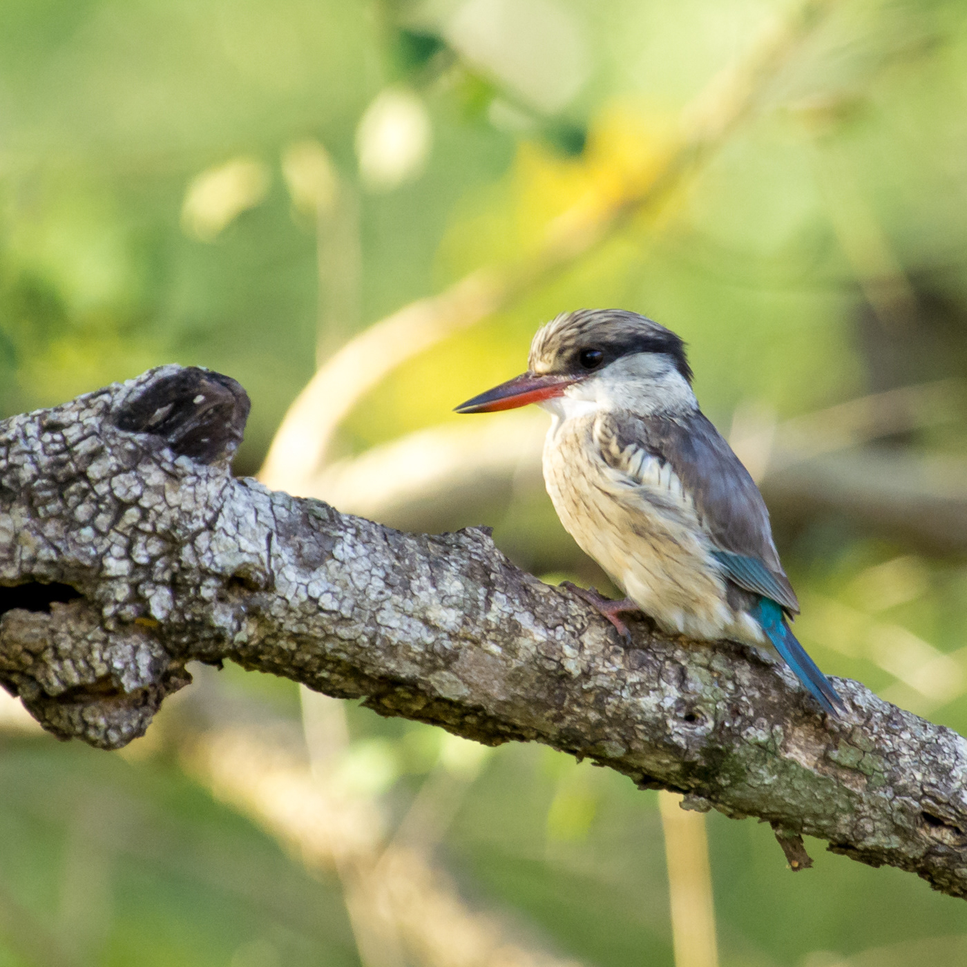 Brown-hooded Kingfisher