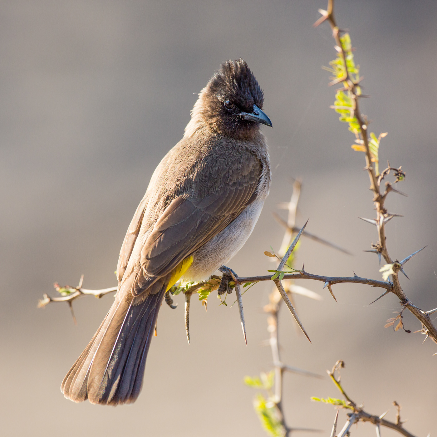 Black-capped Bulbul