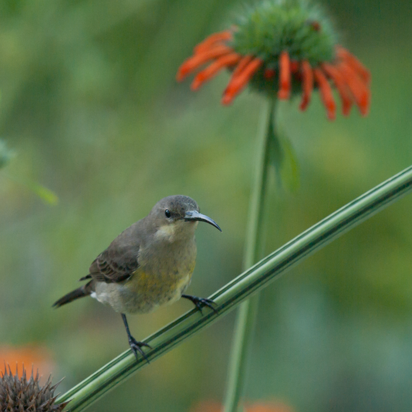 Malachite Sunbird