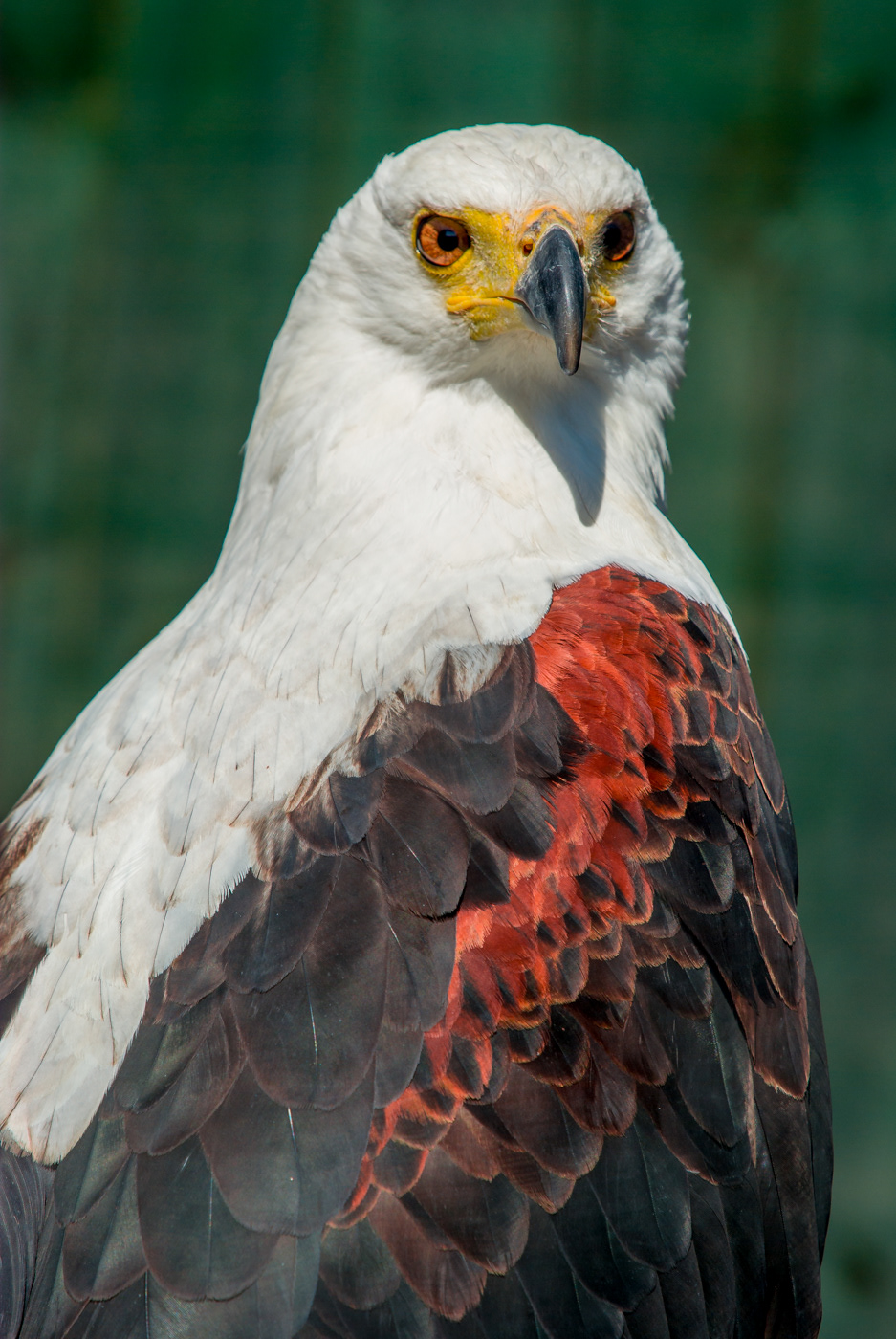 African Fish Eagle