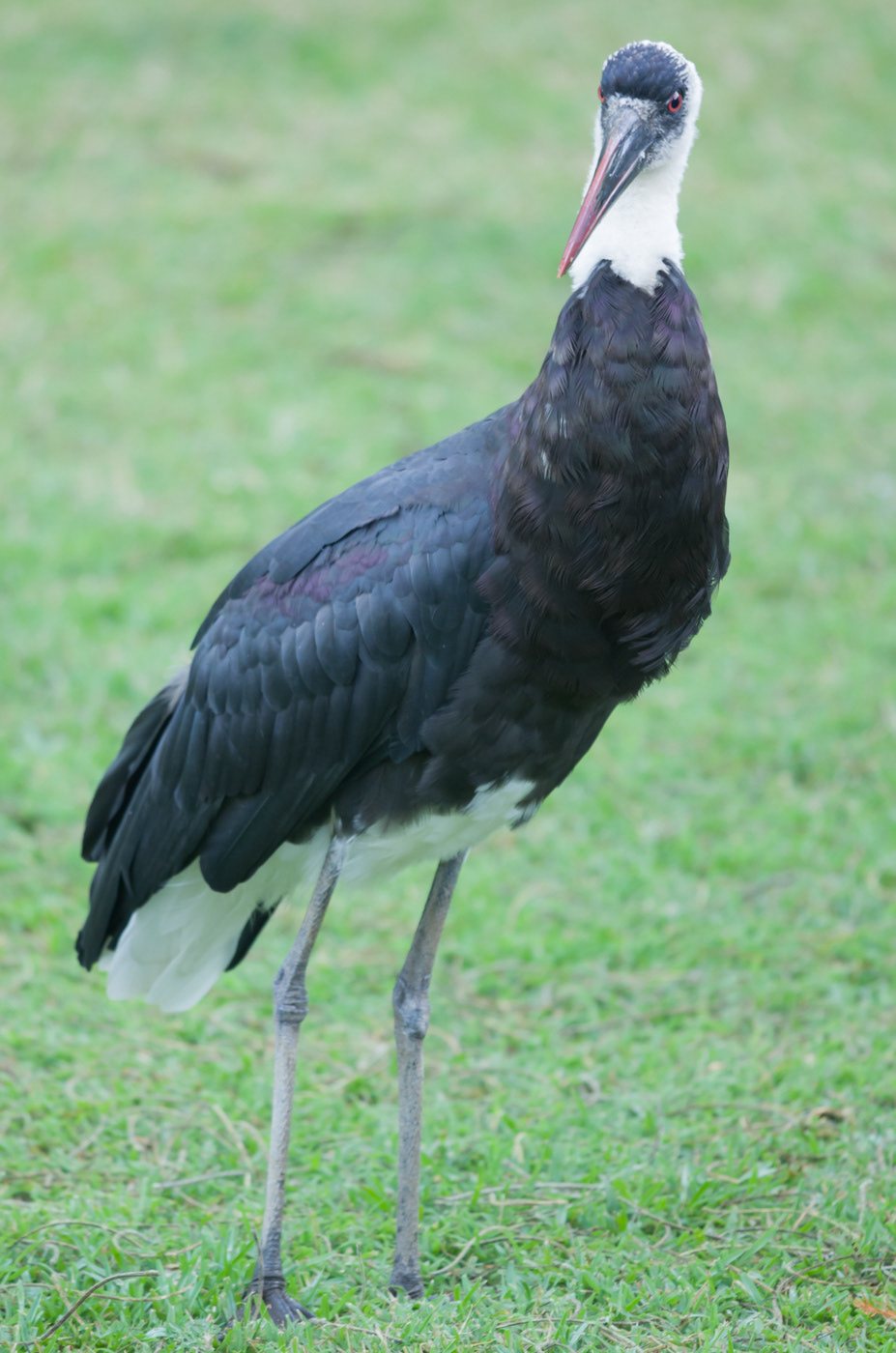 Wooly-necked Stork