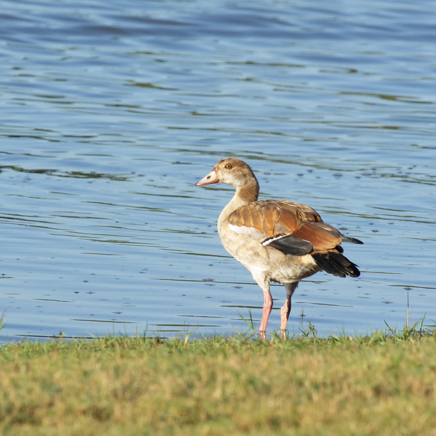 Egyptian Goose