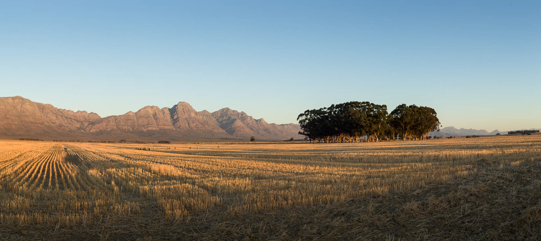 "Late Afternoon Gold"