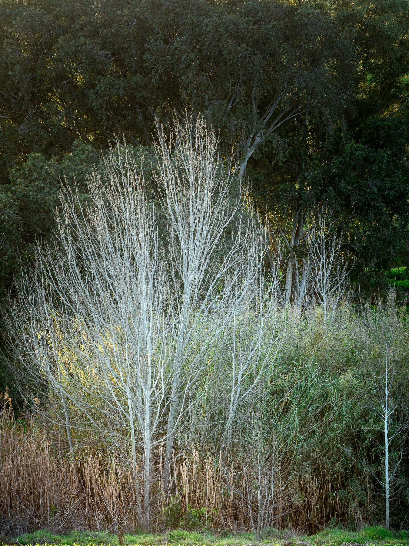 "Two White Trees"