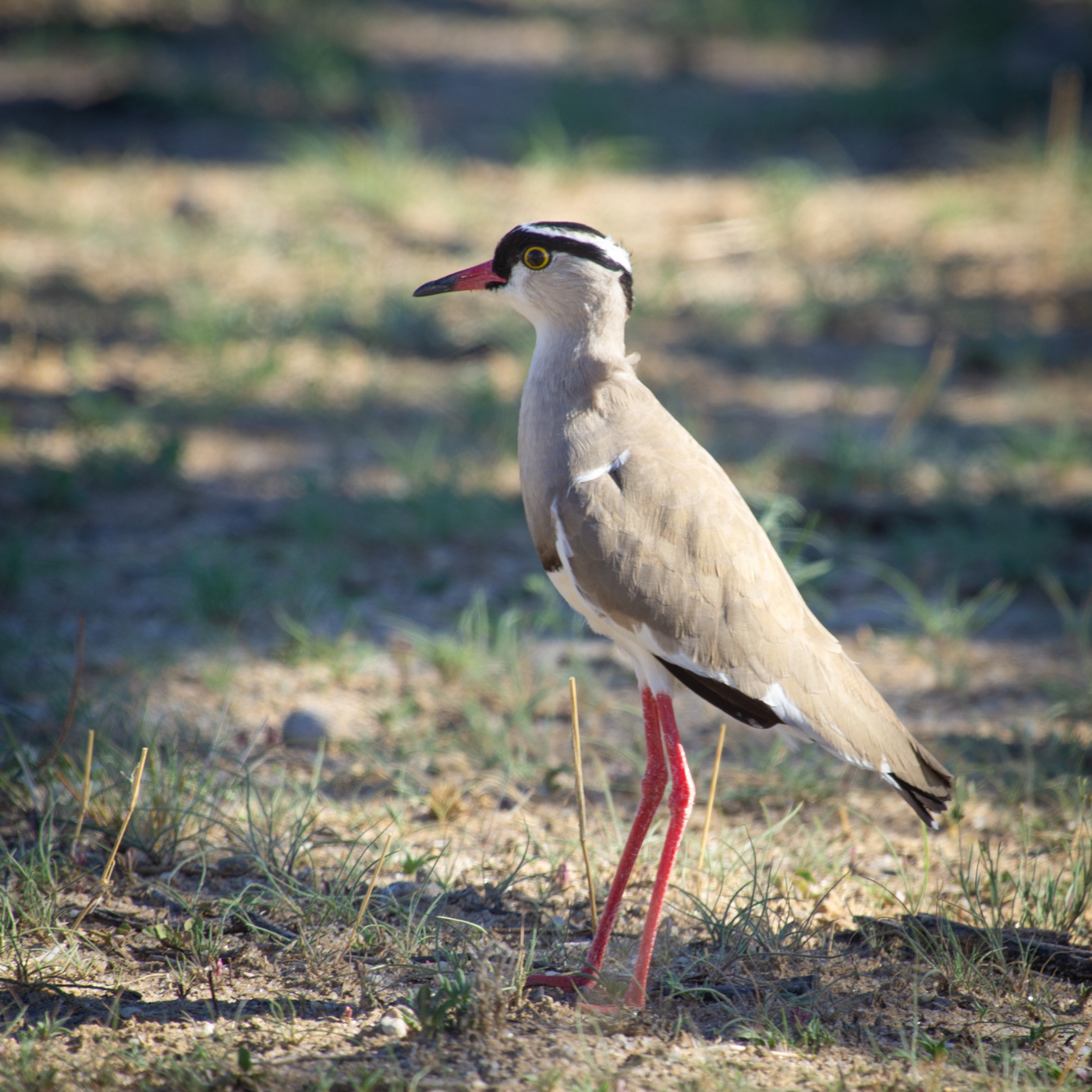 Crowned Lapwing