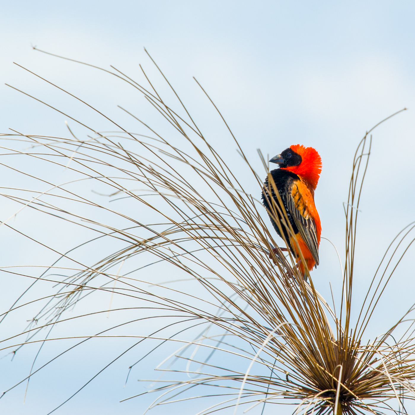 Red Bishop
