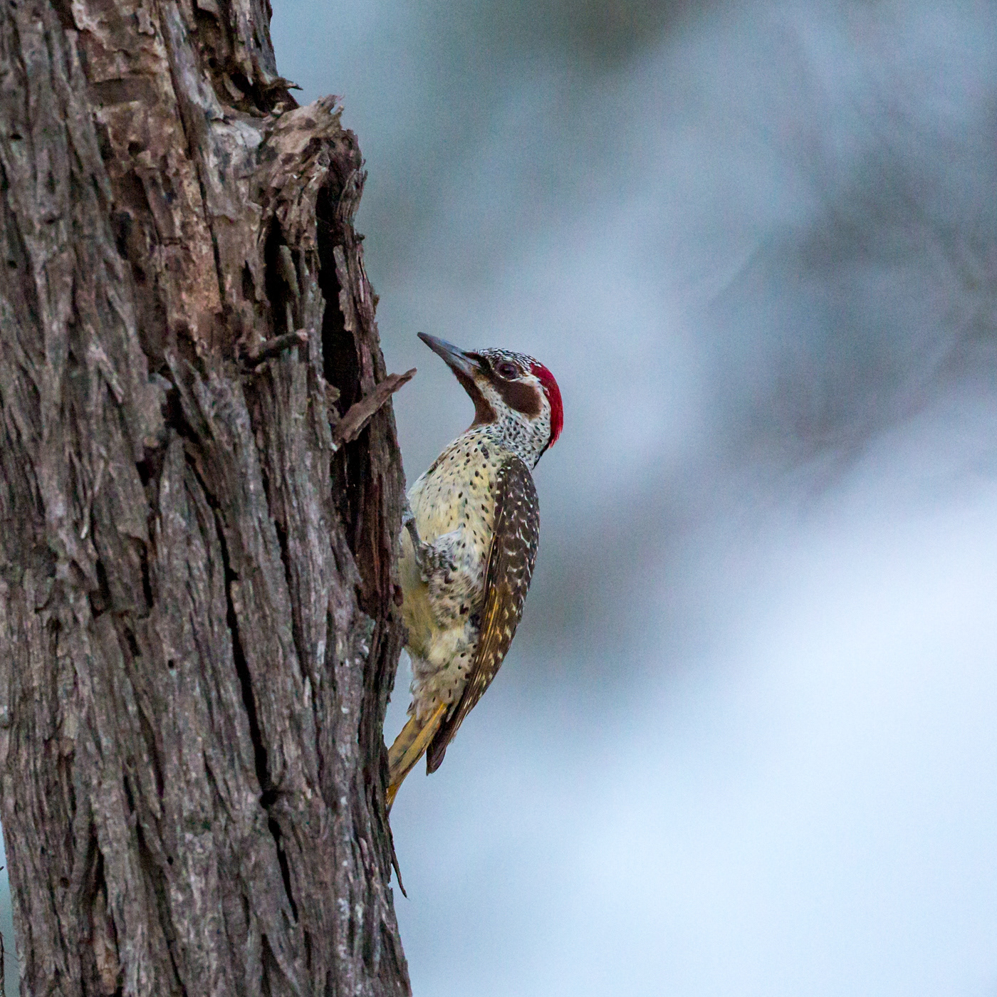 Bearded Woodpecker