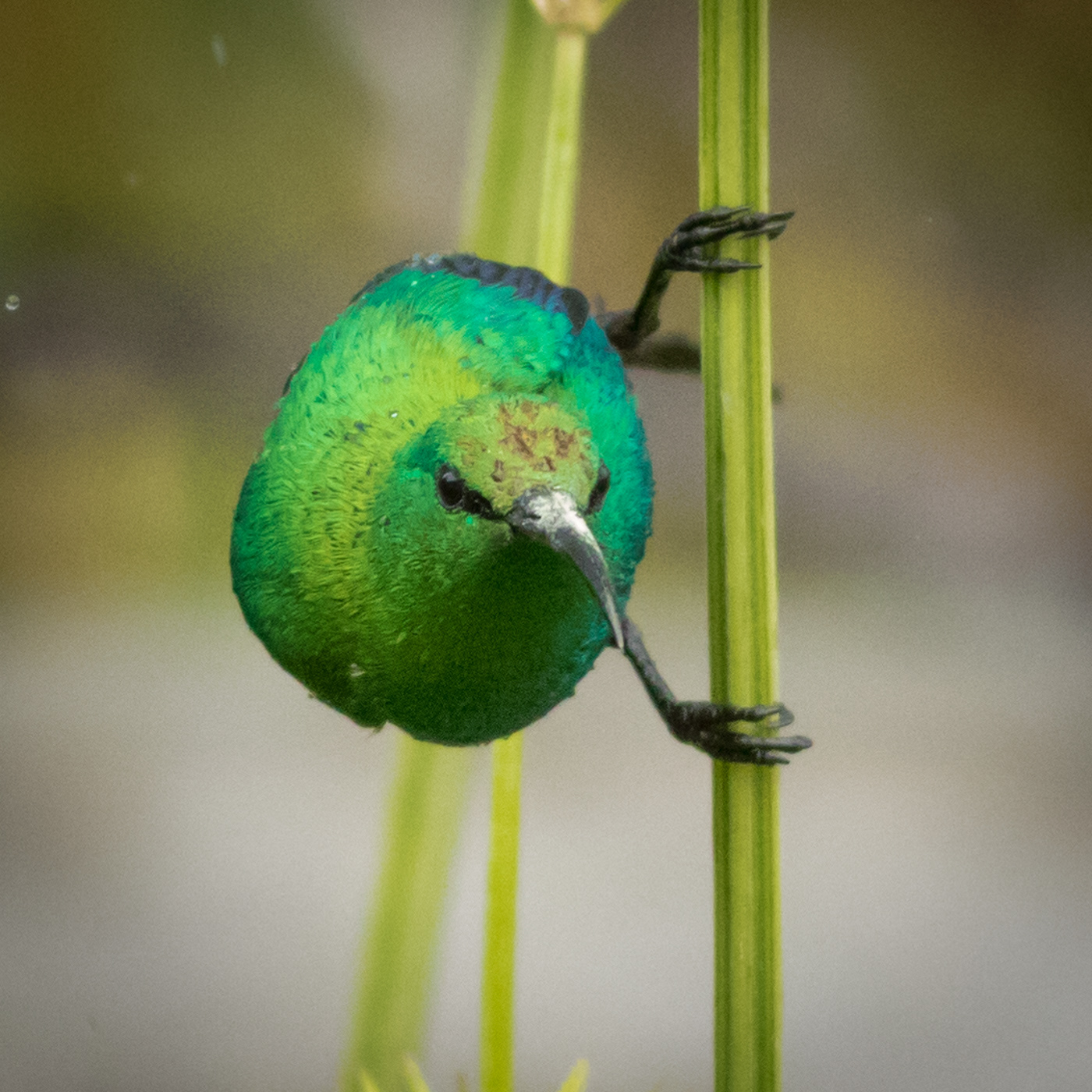 Malachite Sunbird