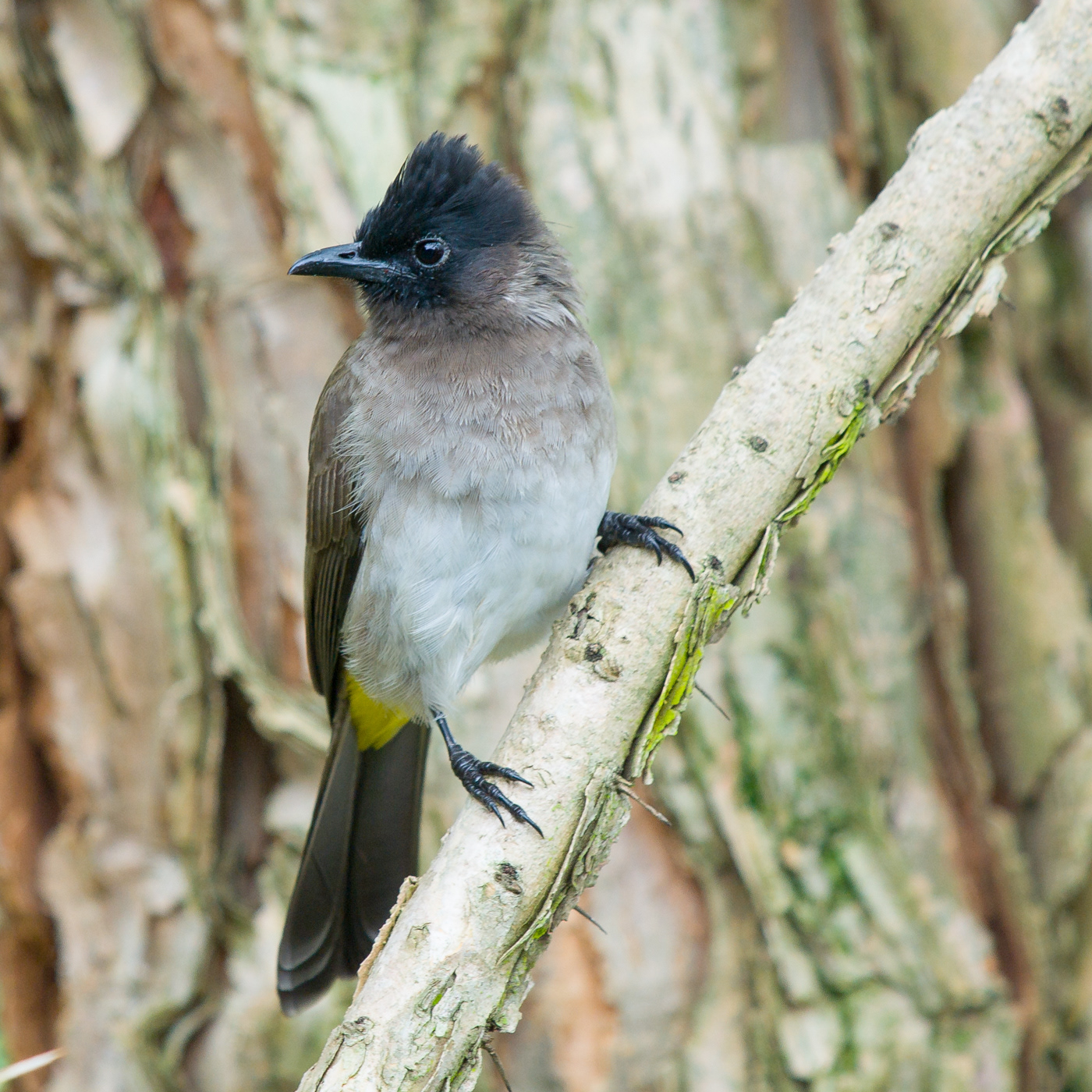 Black-capped Bulbul