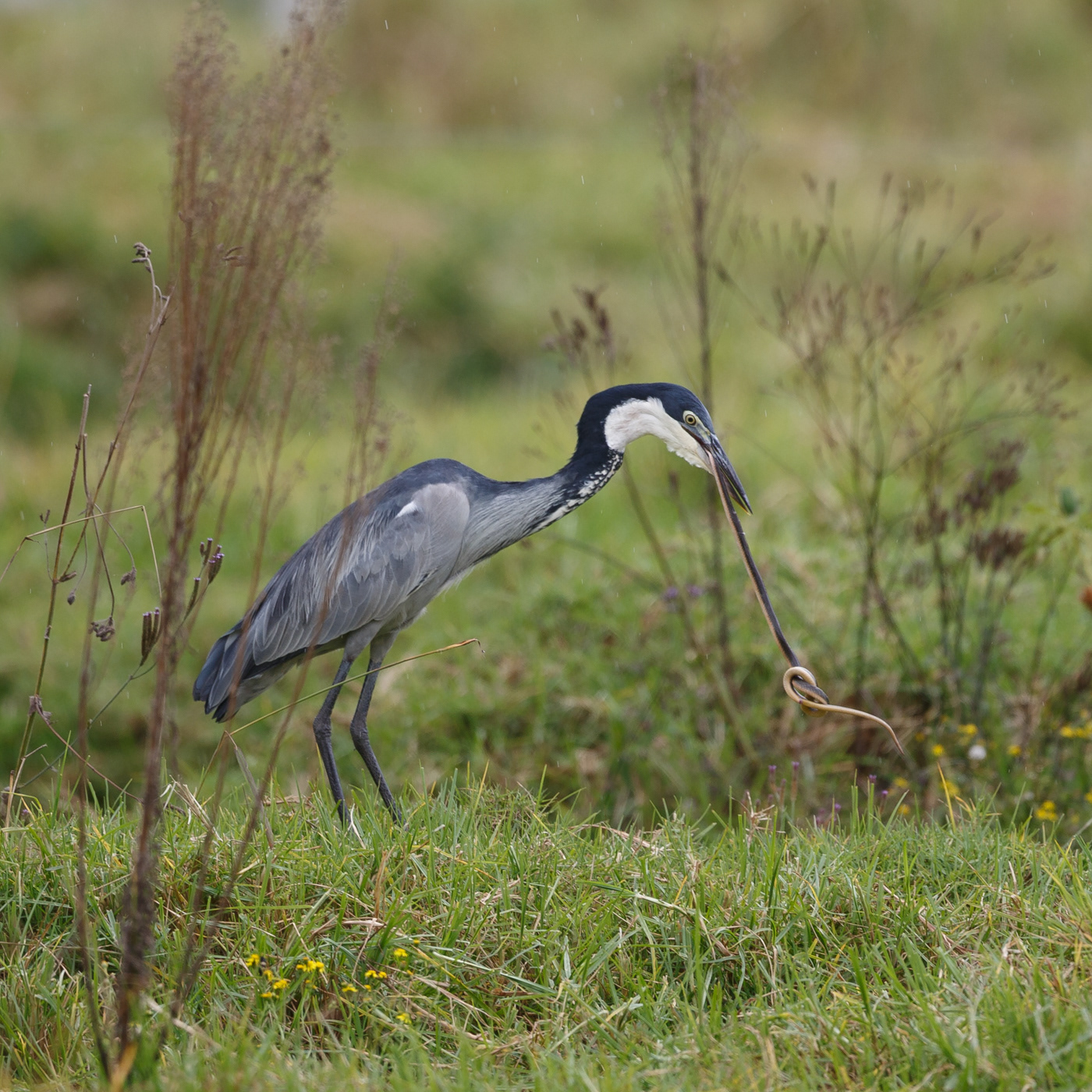 Black-headed Heron