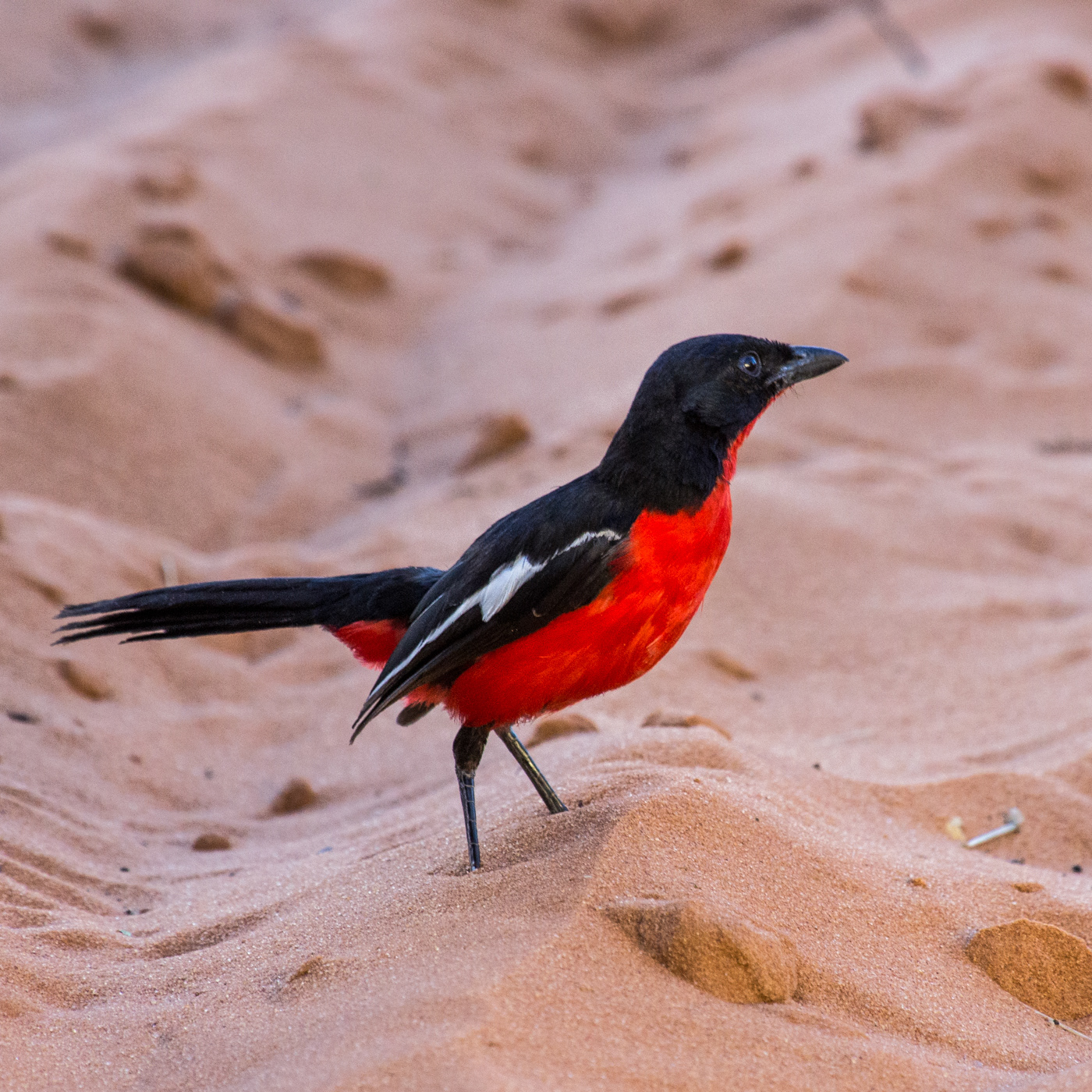 Crimson-breasted Shrike