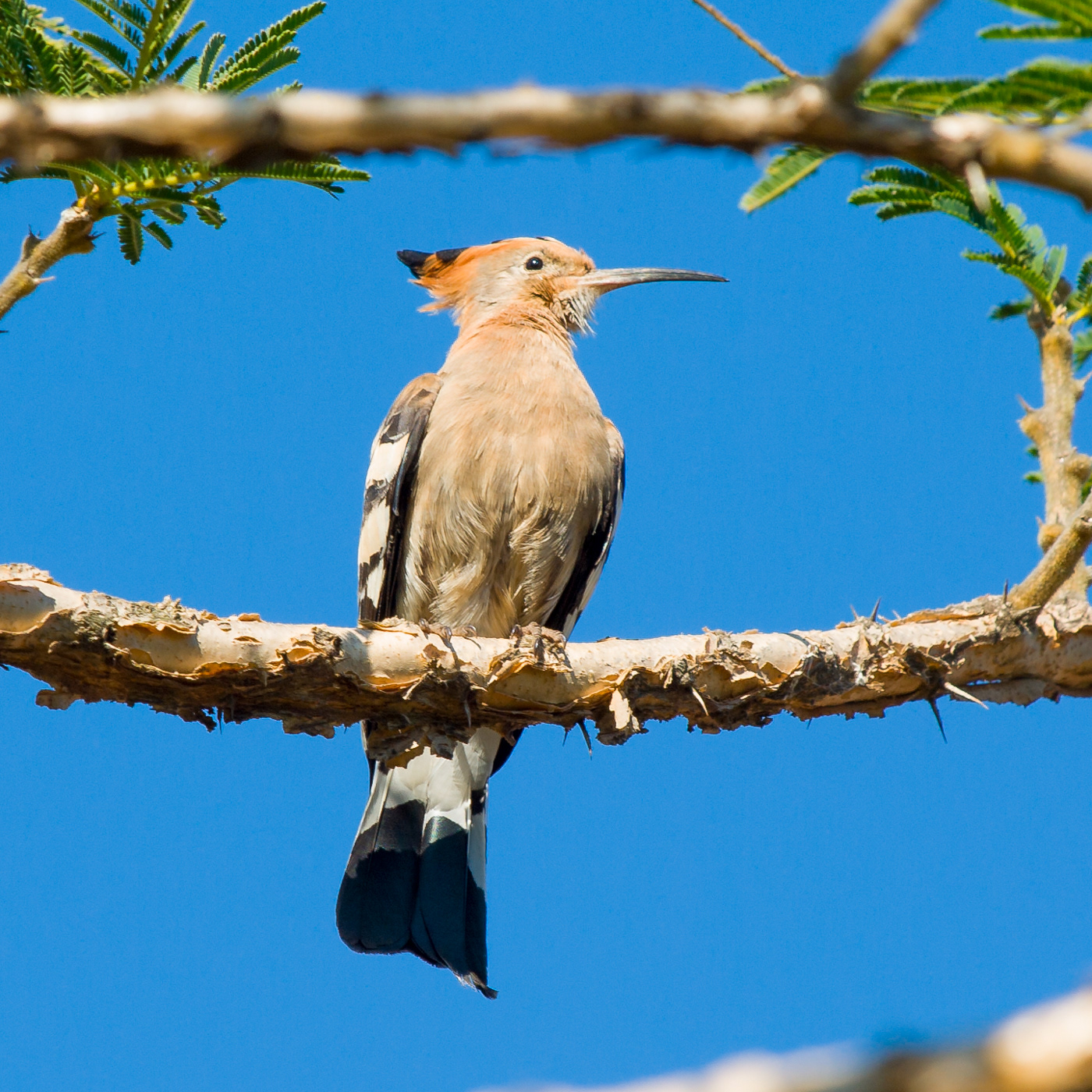 African Hoopoe