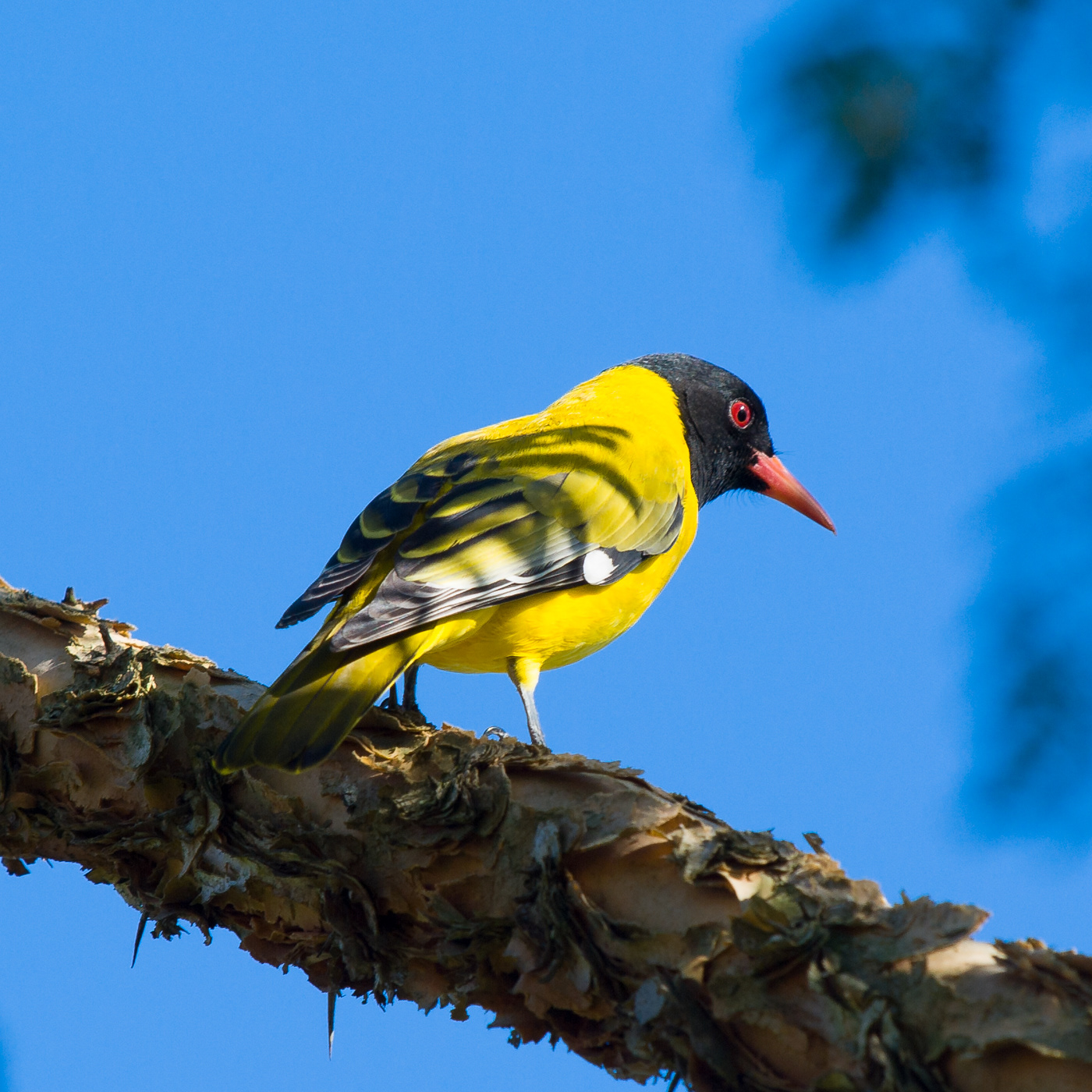 Black-headed Oriole
