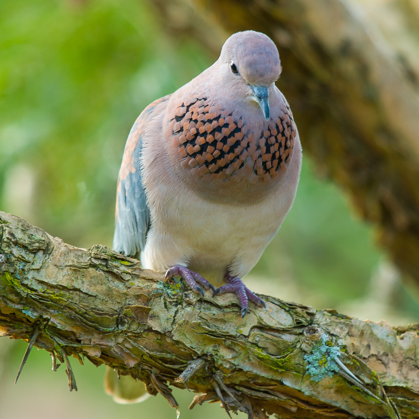 Laughing Dove