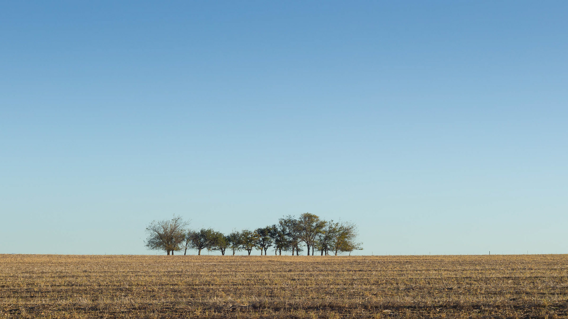 A *Worm" of Trees. On the Soetendal Road.