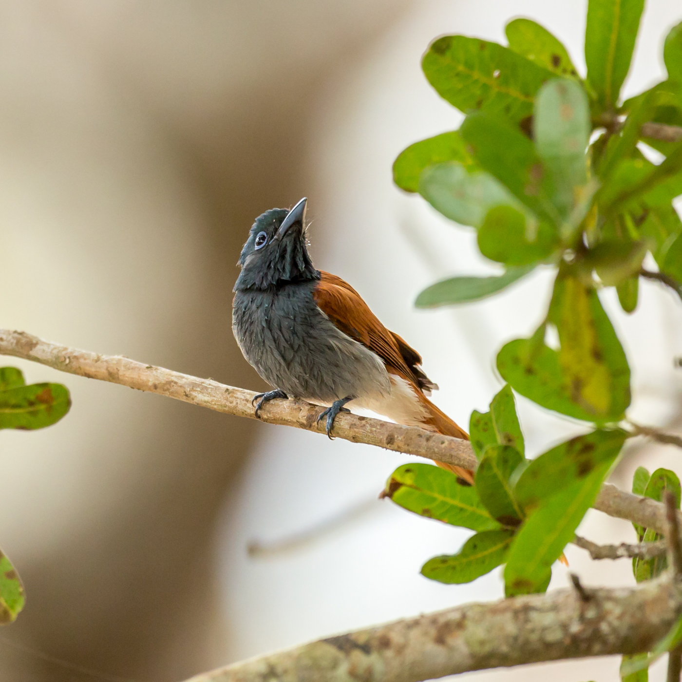 Paradise Flycatcher